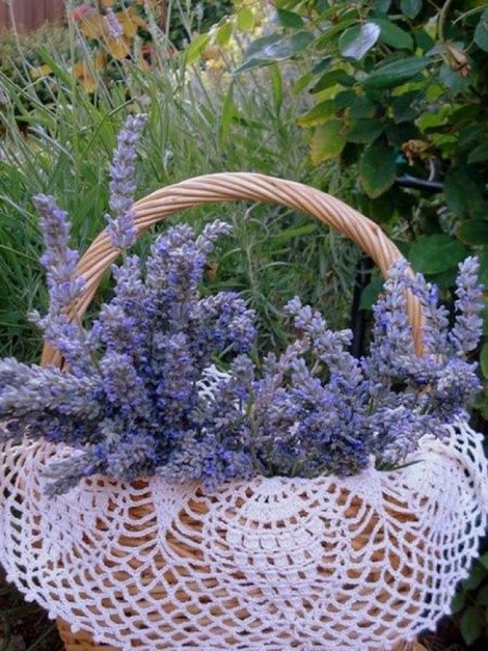 diy_lavender