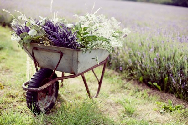 lavender1